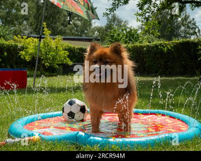 Chien Spitz dans une fontaine pour chien sur une pelouse verte. Le chien Spitz joue dans l'eau. Banque D'Images