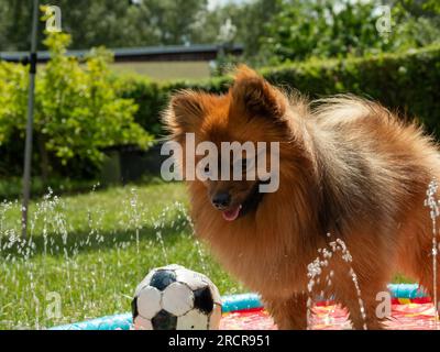 Chien Spitz dans une fontaine pour chien sur une pelouse verte. Le chien Spitz joue dans l'eau. Banque D'Images