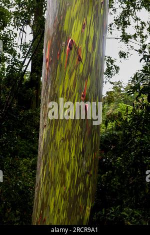 Tronc d'un eucalyptus arc-en-ciel rare Banque D'Images