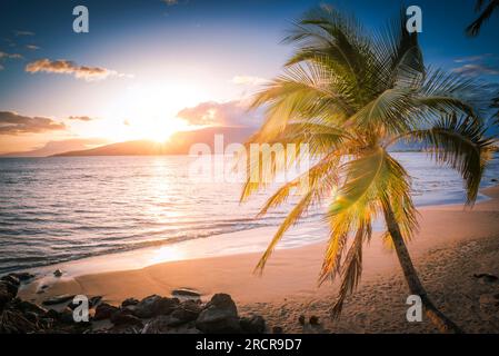 Coucher de soleil direct derrière un palmier Banque D'Images