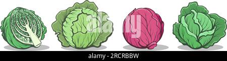Légumes frais de chou Illustration de Vecteur
