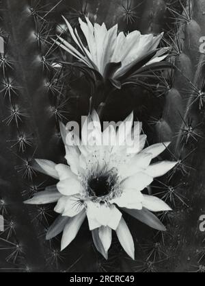 Cereus Chalybaeus W/White flowers (Australie) - Label:. DE L'ILLUSTRATION DU NATURALISTE EN AUSTRALIE PAR W. SAVILLE KENT . F.L.S. F.Z.S. & c.' Banque D'Images