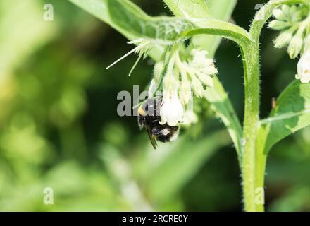 Une Bumble-abeille à queue blanche (Bombus sp.) Se nourrissant de White Comfrey Banque D'Images