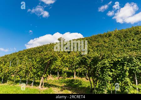 Italie Veneto Follo - collines de Prosecco Banque D'Images