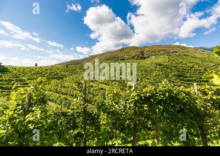 Italie Veneto Follo - collines de Prosecco Banque D'Images