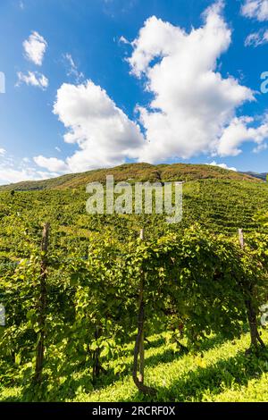 Italie Veneto Follo - collines de Prosecco Banque D'Images