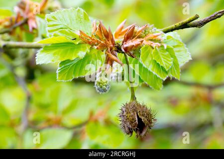 Hêtre (fagus sylvatica), gros plan montrant les fleurs mâles de l'arbre qui poussent parmi les nouvelles feuilles sorties au printemps. Banque D'Images