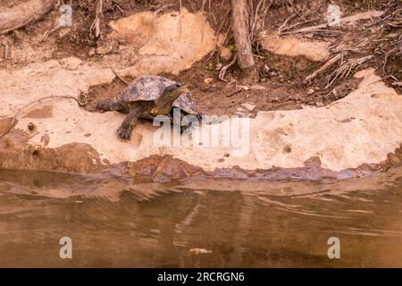 Tortue d'eau bronzer sur un rocher. Banque D'Images