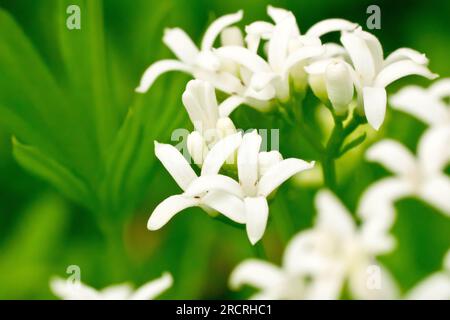 Woodruff ou Sweet Woodruff (galium odoratum), gros plan montrant les minuscules fleurs blanches de cette plante printanière, commune dans les bois humides. Banque D'Images
