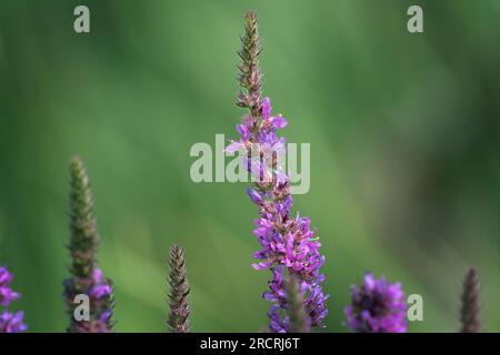 Fleur sauvage mauve Loosestrife pousse autour du bord de l'eau Banque D'Images