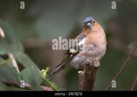 Jeune Chaffinch grandissant et toujours moelleux Banque D'Images