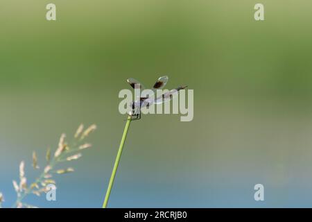 Profil d'une libellule Pennant à quatre points accrochée à l'herbe verte à l'opposé d'un étang créant un backgro flou, vert et bleu Banque D'Images