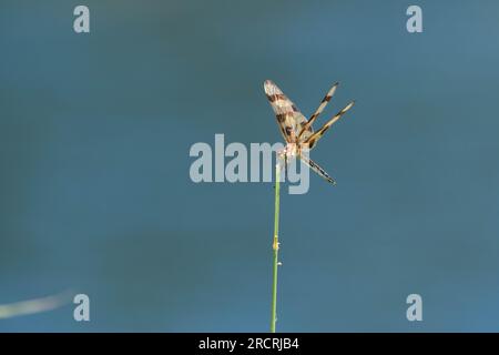 Une belle libellule Pennant Halloween orange et brune perchée sur un bâton avec ses ailes translucides scintillant au soleil. Banque D'Images