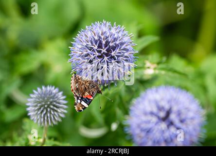 Gros plan du papillon Red Admiral (Vanessa atalanta) avec des ailes fermées ensemble, assis sur une usine de chardon Globe (Echinops) en été au Royaume-Uni. Banque D'Images