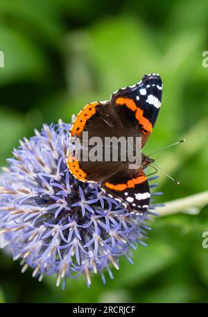 Gros plan du papillon Red Admiral (Vanessa atalanta) avec des ailes dehors, assis sur une plante Globe Thistle (Echinops) en été au Royaume-Uni. Banque D'Images