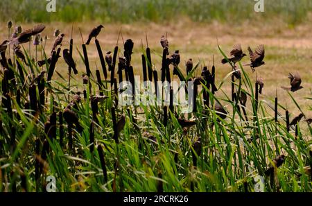 Les oiseaux noirs à ailes rouges rôdent dans la zone humide Banque D'Images