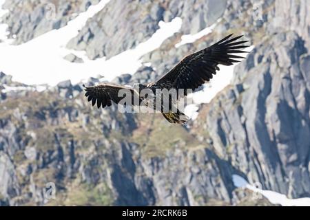 L'aigle de mer à queue blanche (Haliaeetus albicilla) vole avec des ailes écartées devant les montagnes. Raftsund, Nordland, Nord de la Norvège, Europe Banque D'Images