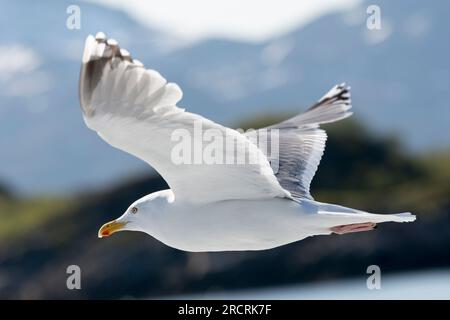 La Mouette argentée européenne (Larus argentatus) vole à la recherche de nourriture. Montagnes n l'arrière-plan. Austvågøy, Lofoten, Nordland, Norvège du Nord Banque D'Images