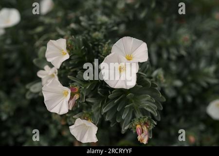 Arbustes florissants, bindweed également appelé Convolvulus cneorum gros plan photo, foyer peu profond Banque D'Images