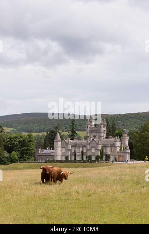 Un Highland Bull et une vache dans un champ dans le domaine du château de Balmoral sur Royal Deeside dans les Highlands d'Écosse en juin Banque D'Images