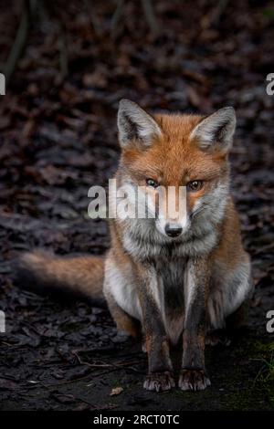 Un renard urbain à Londres Greenwich Park. Banque D'Images