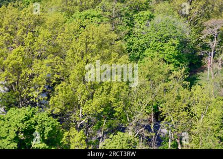 Vue aérienne de la cime des arbres au début du printemps à Lakewood, Ohio Banque D'Images