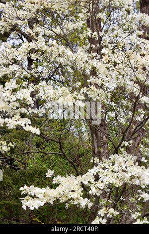 Dogwood, Cornus floride, en pleine floraison à Lakewood, Ohio Banque D'Images