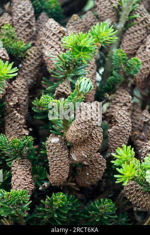 Cônes de sapin coréen Abies koreana 'Gaitt' Banque D'Images
