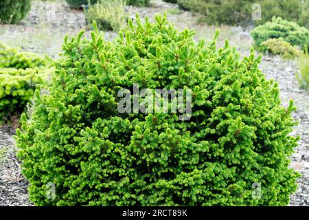 Épinette de Norvège, Picea abies 'Luna Pearl', jardin, arbre, nain, épinette Banque D'Images