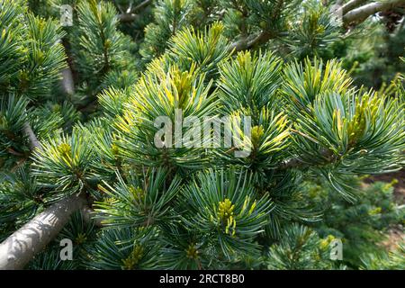 Extrémités jaunes des aiguilles PIN blanc du Japon, Pinus parviflora 'Shikoku' Banque D'Images