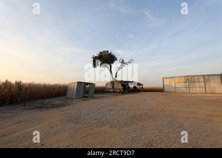 11 juillet 2023 : un hangar de travail se trouve dans une clairière au milieu d'un champ de maïs frappé par la sécheresse à l'extérieur de Taylor, Texas, le 11 juillet 2023. Des centaines d'acres de culture de maïs dans le centre du Texas ont été affectées négativement par une vague de chaleur et des conditions de sécheresse, entraînant des dommages ou la destruction d'une grande partie de la superficie plantée. (Image de crédit : © Scott Coleman/ZUMA Press Wire) USAGE ÉDITORIAL SEULEMENT! Non destiné à UN USAGE commercial ! Banque D'Images