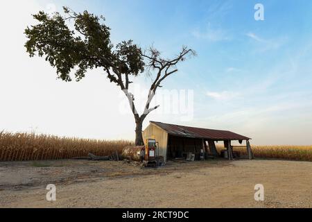 11 juillet 2023 : un hangar de travail se trouve dans une clairière au milieu d'un champ de maïs frappé par la sécheresse à l'extérieur de Taylor, Texas, le 11 juillet 2023. Des centaines d'acres de culture de maïs dans le centre du Texas ont été affectées négativement par une vague de chaleur et des conditions de sécheresse, entraînant des dommages ou la destruction d'une grande partie de la superficie plantée. (Image de crédit : © Scott Coleman/ZUMA Press Wire) USAGE ÉDITORIAL SEULEMENT! Non destiné à UN USAGE commercial ! Banque D'Images