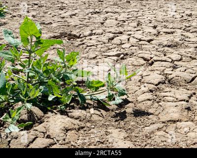 Grande surface de sol fissuré causée par un long tirant d'eau. Plante verte germant dans un paysage désertique Banque D'Images