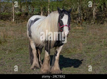 Cheval noir et blanc en épi de voyageurs debout dans un champ Banque D'Images