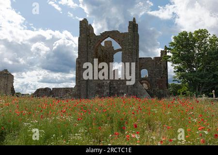 Lindisfarne, Holy Island, North Yorkshire, Royaume-Uni - 29 juin 2023 - Lindisfarne a abandonné le prieuré sur Holy Island avec un champ de coquelicots au premier plan Banque D'Images