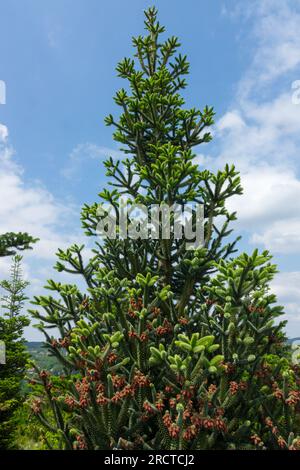 Abies pinsapo, arbre, sapin espagnol, Abies pinsapo 'fastigiata' Banque D'Images