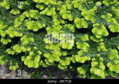 Arbre nain, sapin coréen, Abies koreana, Jeune, pousses, Conifères, aiguilles Abies koreana 'Luminetta' Banque D'Images