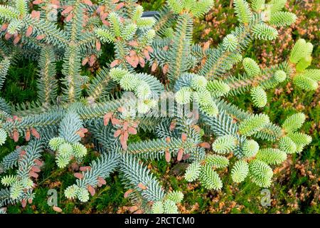 Sapin espagnol, Abies pinsapo 'Hammondii' Banque D'Images