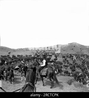 Paloduro, Texas : c. 1911. Les cow-boys se préparent pour le rassemblement sur le ranch Paloduro au Texas. Banque D'Images