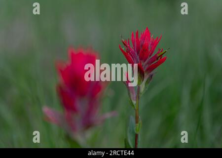 Castilleja, Pinceau indien, fleurs de feu de Prarie vues dans le parc national Banff pendant l'été. Fleurs sauvages rouge vif dans un champ. Banque D'Images