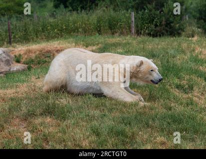 Un ours polaire est vu au Yorkshire Wildlife Park dans le cadre du projet Polar. Englands seul projet de conservation de l'ours polaire et le plus grand en dehors de C Banque D'Images