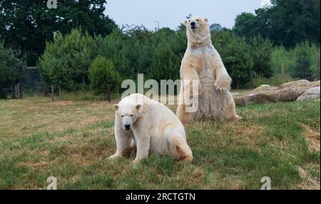 Deux ours polaires sont observés au Yorkshire Wildlife Park dans le cadre du projet Polar. Englands seul projet de conservation de l'ours polaire et le plus grand à l'extérieur Banque D'Images