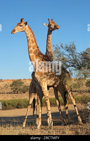 Deux girafes (Giraffa camelopardalis) se trouvant dans un habitat naturel, désert du Kalahari, Afrique du Sud Banque D'Images