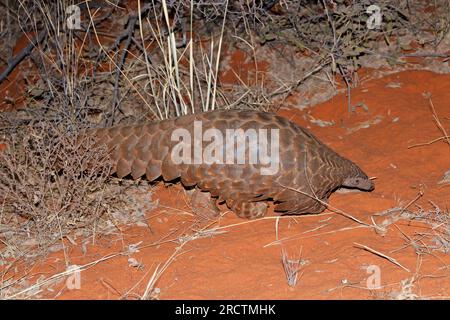 Temmincks pangolin au sol (Manis temminckii) dans l'habitat naturel, Afrique du Sud Banque D'Images