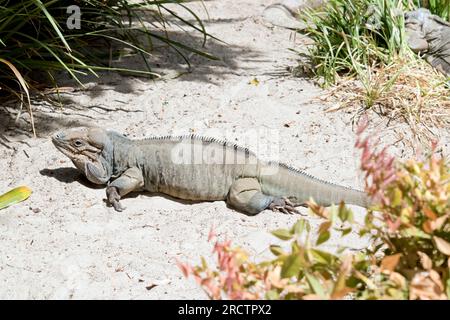 les rhinocéros iguanas ont un grand lézard à corps lourd et un corps gris uniforme; les mâles ont 3 protubérances en forme de corne sur leur tête Banque D'Images