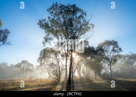 Des arbres se sont silhouettés au lever du soleil par un matin brumeux sur les rives de la rivière Severn, Glen Aplin, Nouvelle-Galles du Sud Australie Banque D'Images