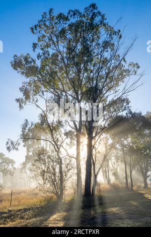 Des arbres se sont silhouettés au lever du soleil par un matin brumeux sur les rives de la rivière Severn, Glen Aplin, Nouvelle-Galles du Sud Australie Banque D'Images