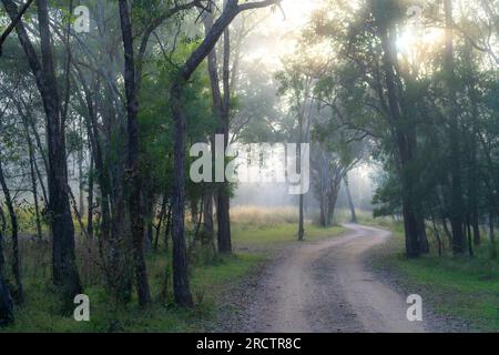 Route d'accès en terre au terrain de camping Broadwater, parc national Sundown, Queensland Australie Banque D'Images