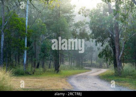 Route d'accès en terre au terrain de camping Broadwater, parc national Sundown, Queensland Australie Banque D'Images