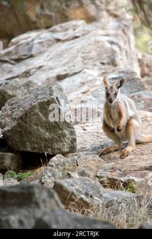 le wallaby de roche jaune à pieds joey est debout sur un rocher Banque D'Images